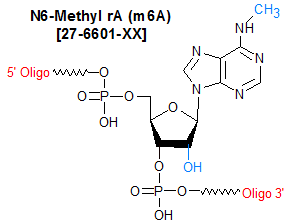 picture of N6-Methyl rA (m6A)